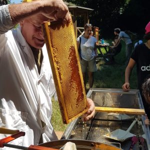 Saiano miele eusebi